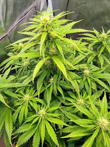 IMG_20240525_144251397_HDR