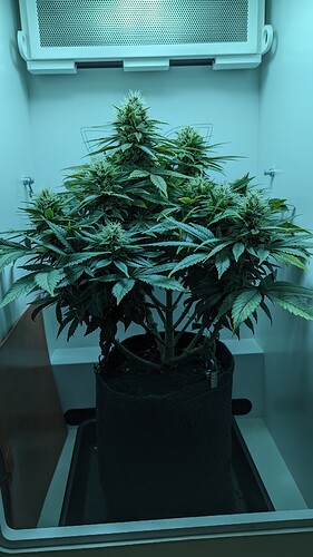 PXL_20240402_171536883