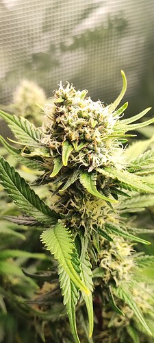 Growreport Bild 46