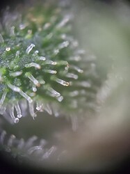 Growreport Bild 11
