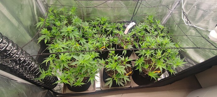 Growreport Bild 14