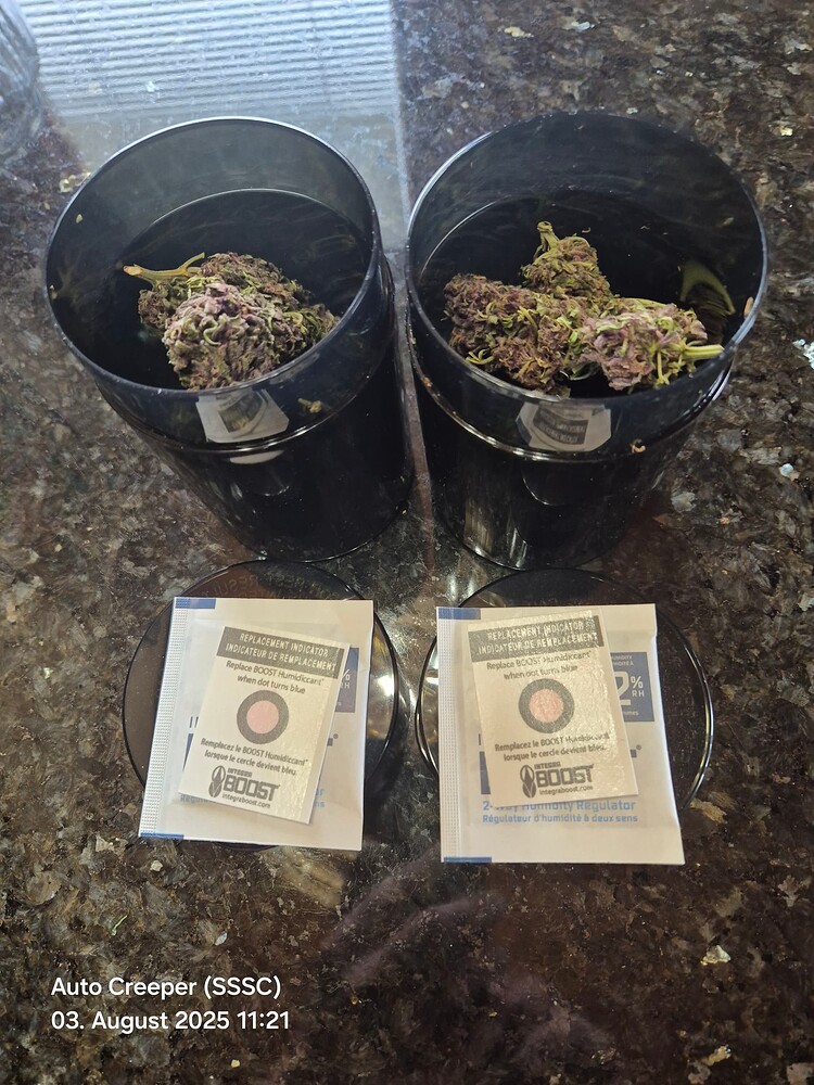 [BEENDET] Balkon-Grow mit Sativa-Dominanz: Mandarine XL Auto, Hawaiian Snow Auto (beide Ganja Farmer) und Auto Creeper (SSSC)