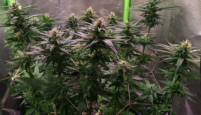 Growreport Bild 14