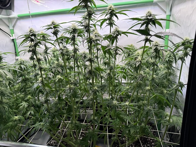 Growreport Bild 37
