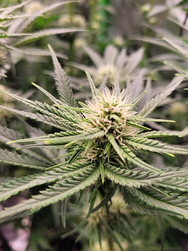 Growreport Bild 15