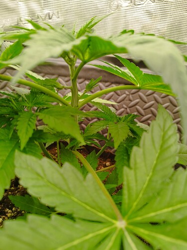 Growreport Bild 6