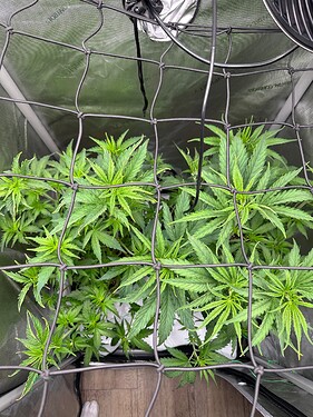 Growreport Bild 3