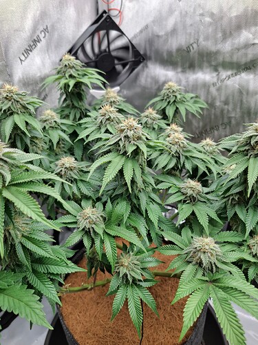 Growreport Bild 4