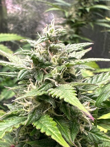 Growreport Bild 37