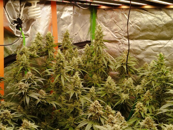 Mehrere blühende Cannabispflanzen in einem Growzelt, beleuchtet von einer LED-Lampe.