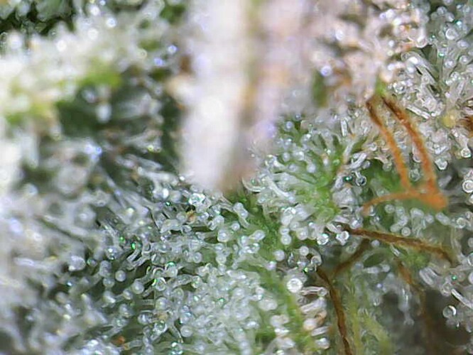Growreport Bild 18