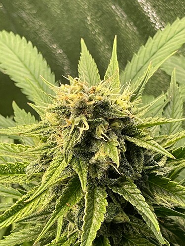 Growreport Bild 6