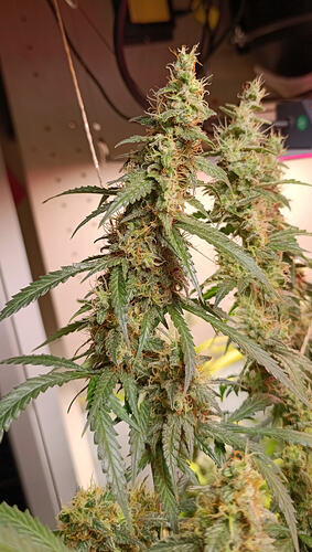 Growreport Bild 28