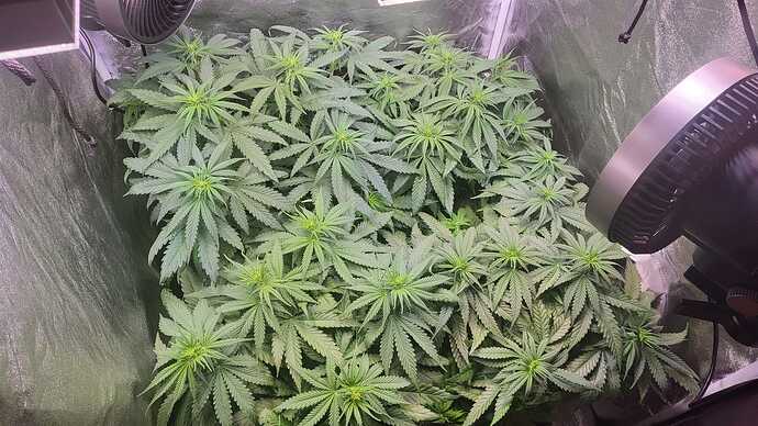Growreport Bild 9