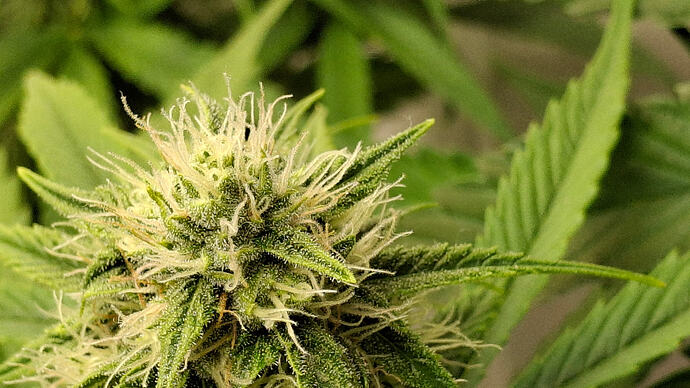 Growreport Bild 282