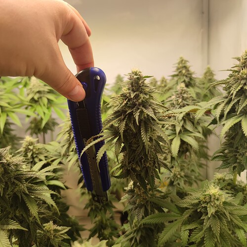 Growreport Bild 6