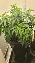 Growreport Bild 19