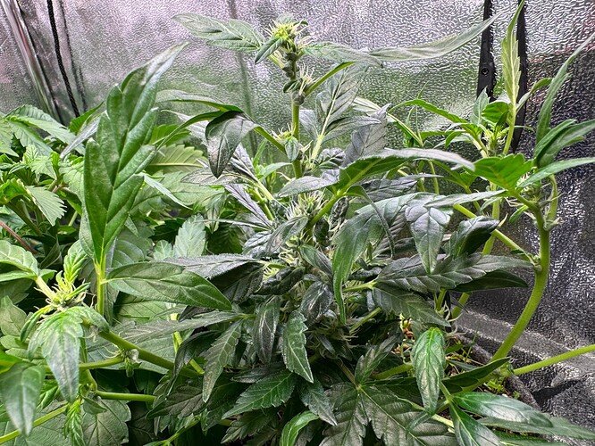 WhatsApp Image 2024-07-02 at 19.33.39