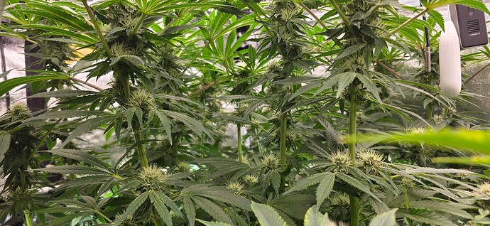 Growreport Bild 35