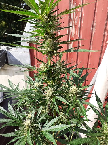 Growreport Bild 104