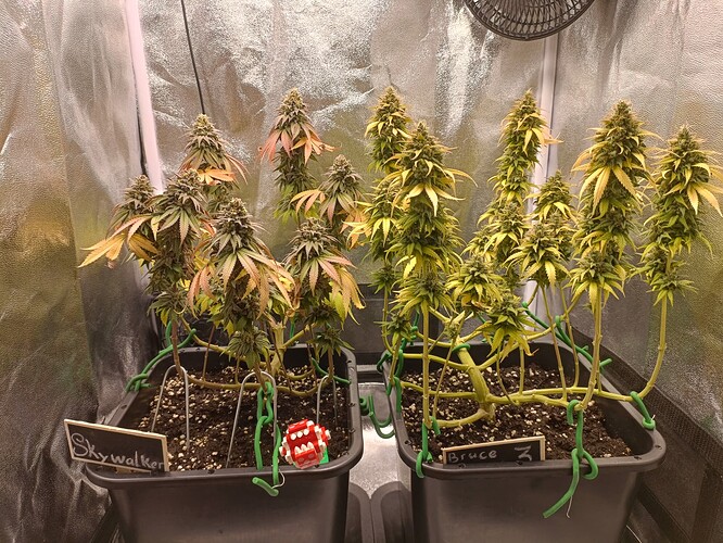 Growreport Bild 21
