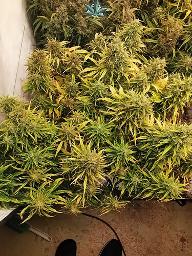 Growreport Bild 3