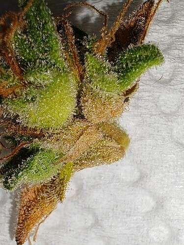 Growreport Bild 47