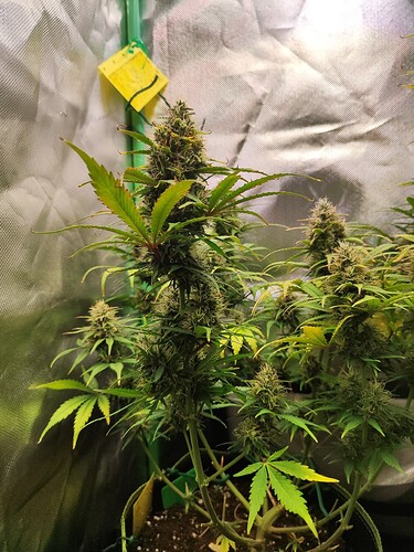 Growreport Bild 4