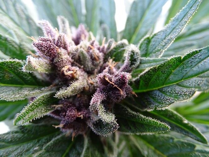 Growreport Bild 22