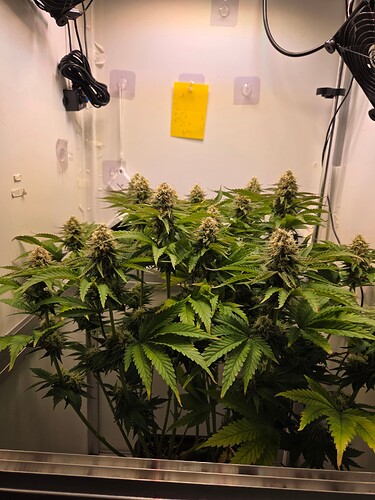 Growreport Bild 3