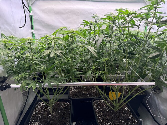Growreport Bild 35