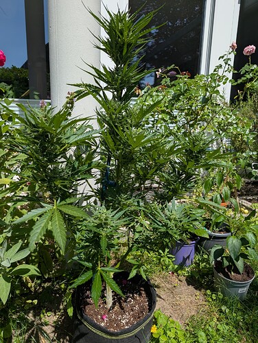 PXL_20250625_124532669.MP