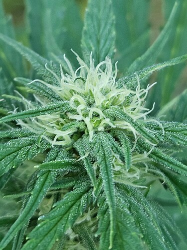 Growreport Bild 1