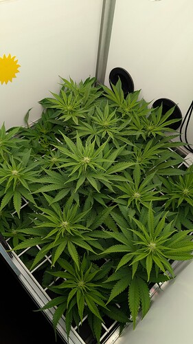Growreport Bild 3