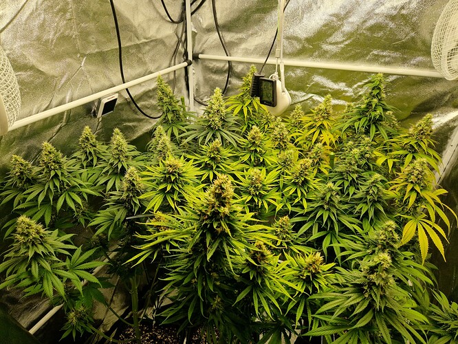 Growreport Bild 1