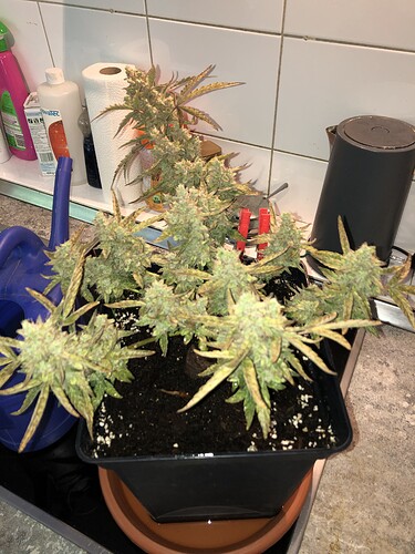 Growreport Bild 2