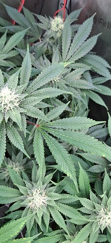 Growreport Bild 5