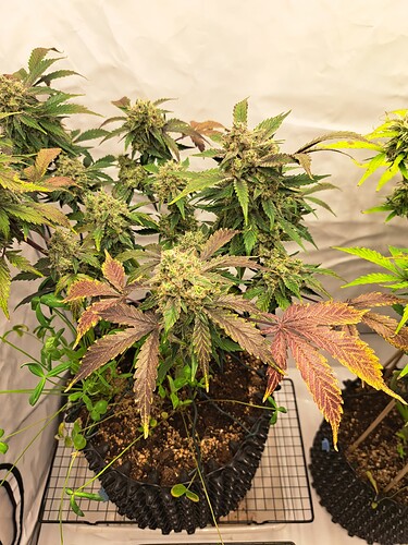 Growreport Bild 13
