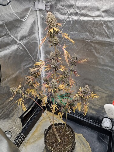Eine blühende Cannabispflanze in einem Zelt mit reflektierenden Wänden. Die Pflanze hat dichte Blütenstände und einige gelbe und violette Blätter.