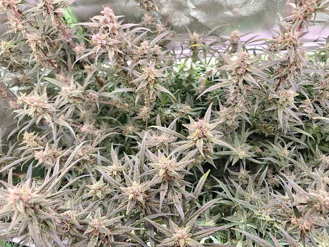 Growreport Bild 4