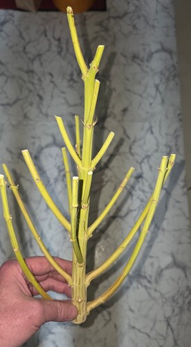 Growreport Bild 111