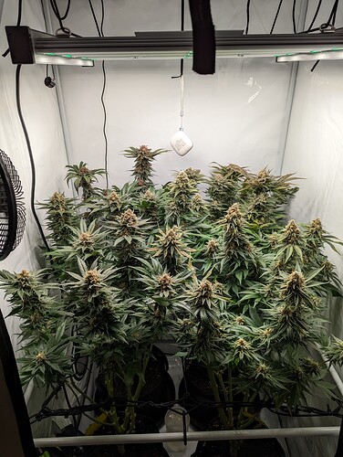 Growreport Bild 1