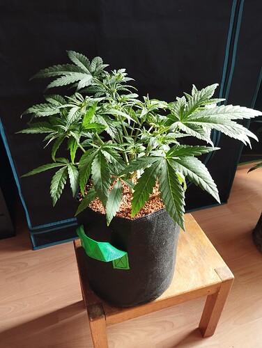 Growreport Bild 15