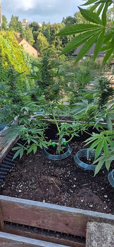 Growreport Bild 6