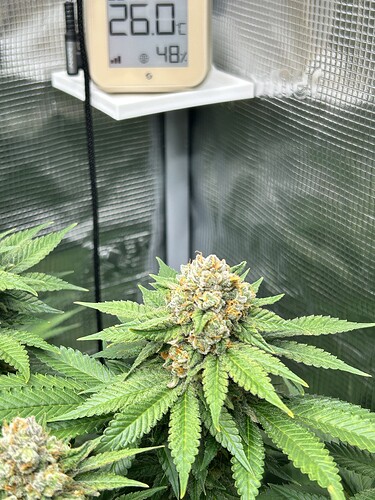Nahaufnahme eines Cannabis-Buds in einer Growbox mit einem digitalen Thermo-Hygrometer im Hintergrund.