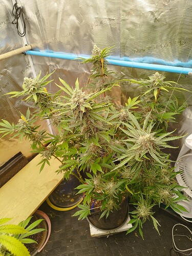 Growreport Bild 4