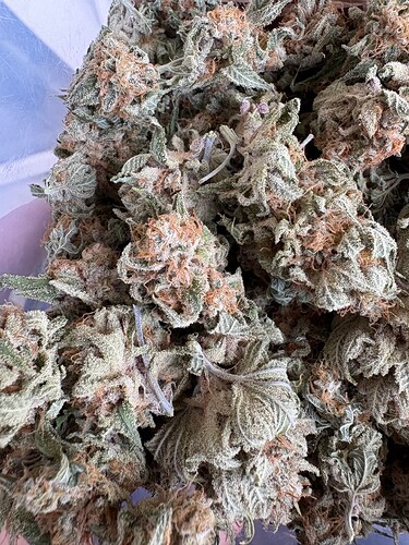 Growreport Bild 13