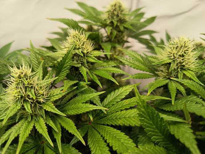 Growreport Bild 20