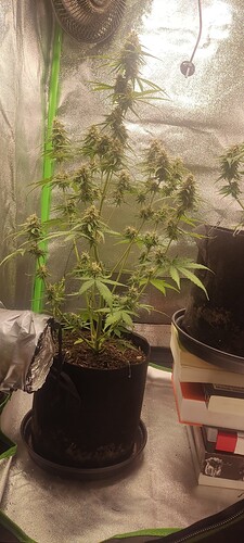 Growreport Bild 2