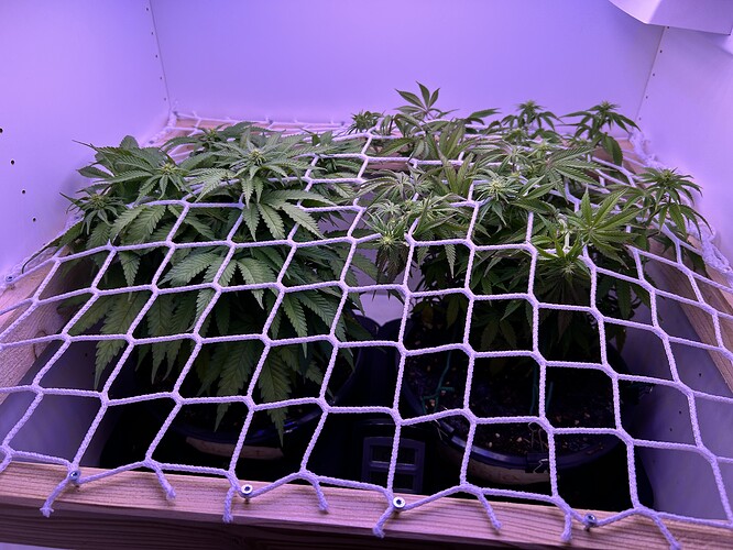 Zwei Cannabis-Pflanzen in einem Schrank, die unter einem Scrog-Netz trainiert werden.
